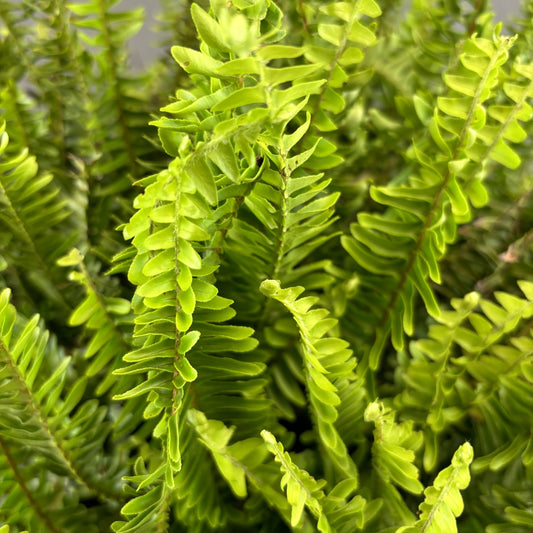 Kimberly Queen Fern