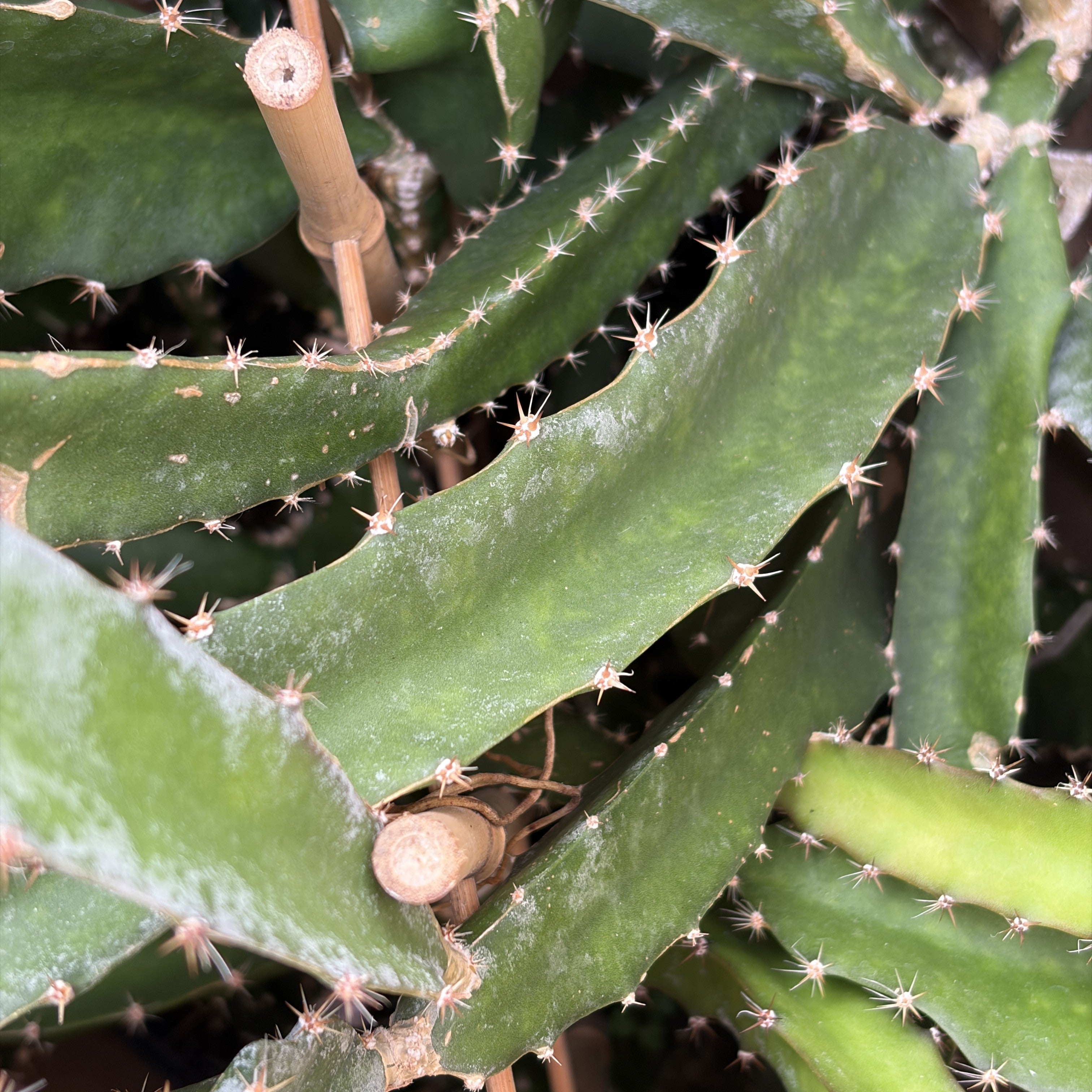 Dragon Fruit Cactus