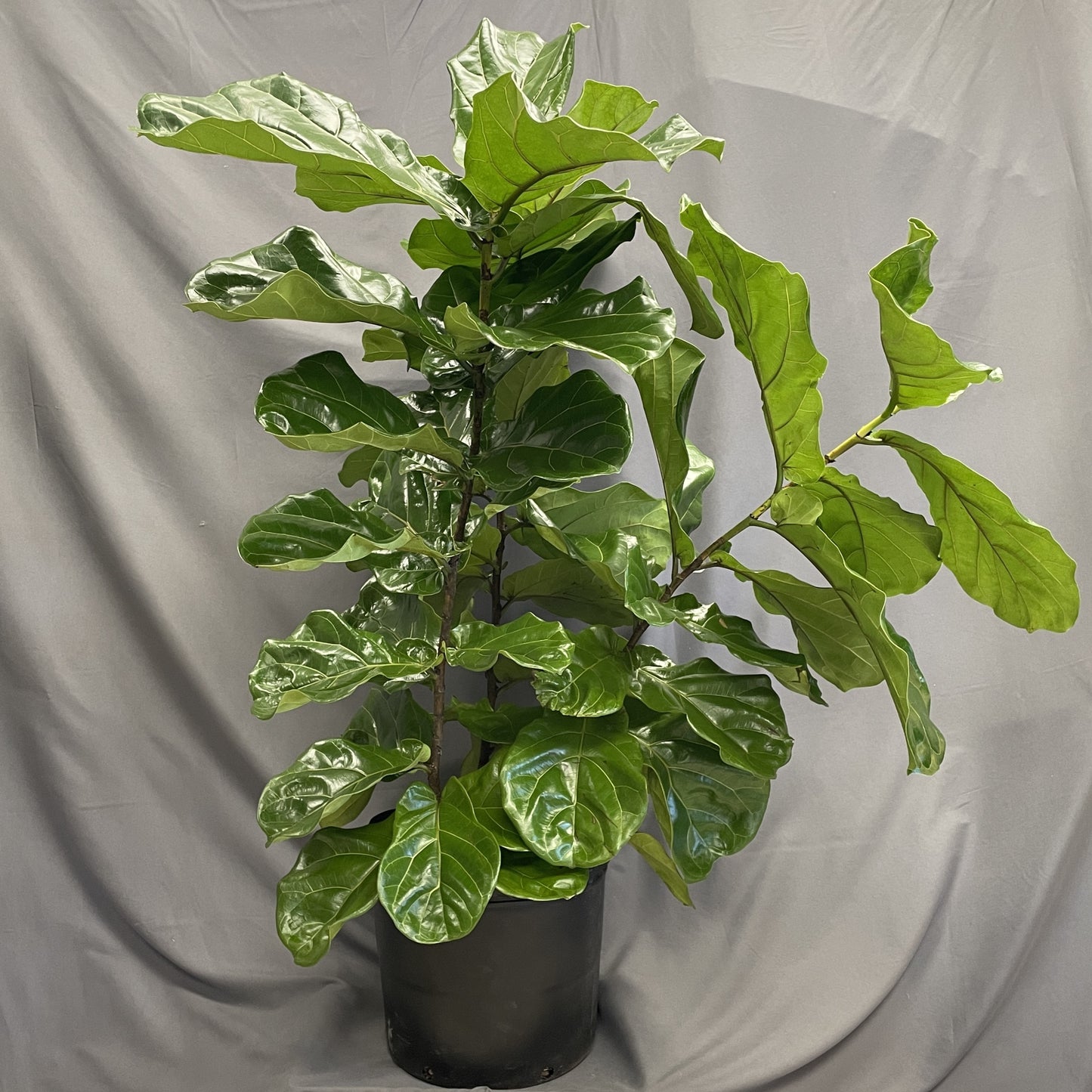 Ficus 'Fiddle Leaf Fig'
