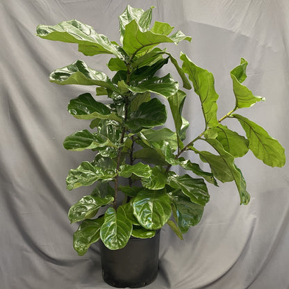 Ficus 'Fiddle Leaf Fig'