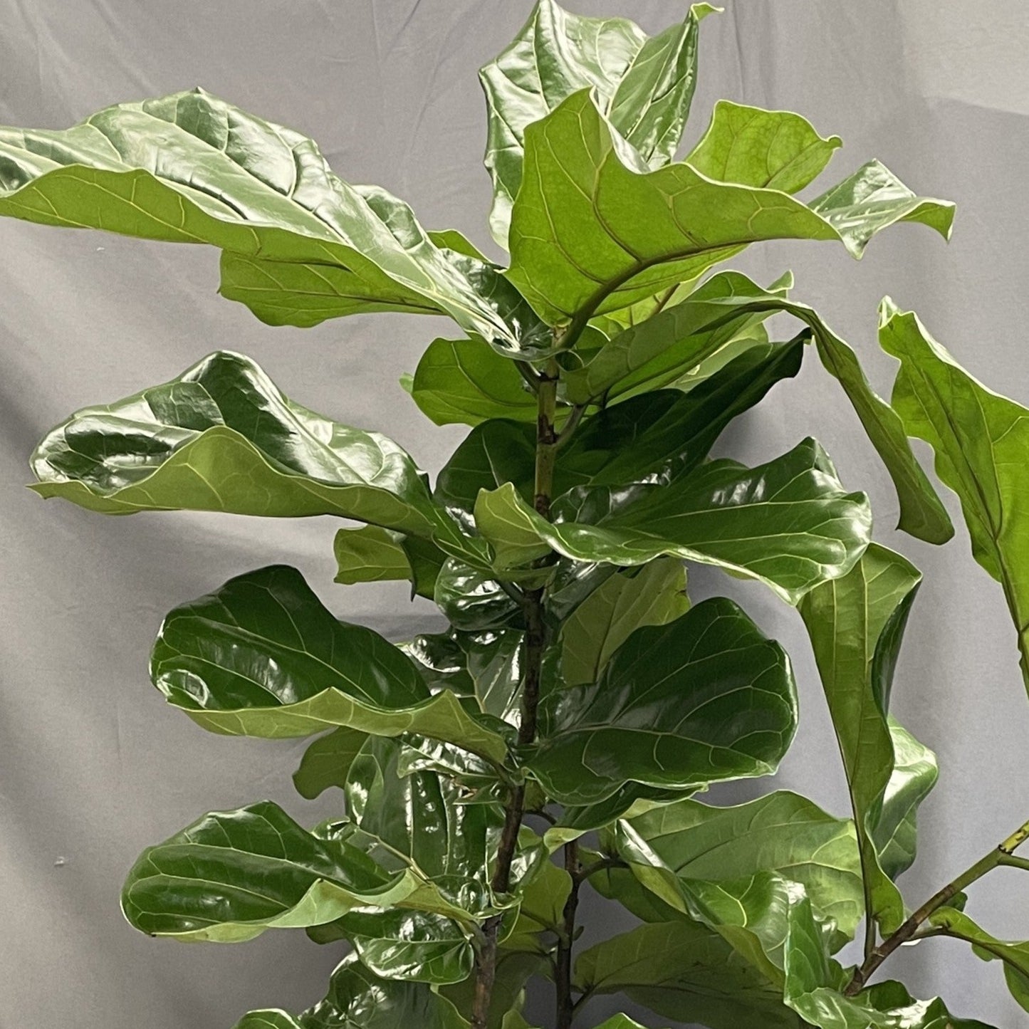 Ficus 'Fiddle Leaf Fig'