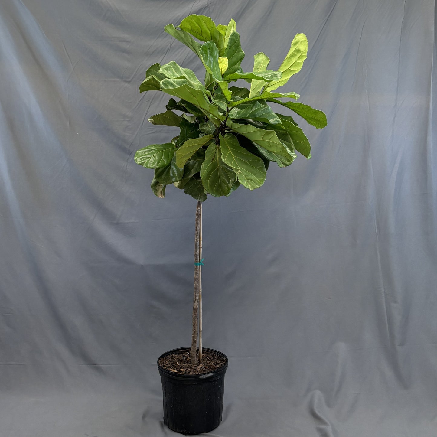 Ficus 'Fiddle Leaf Fig'