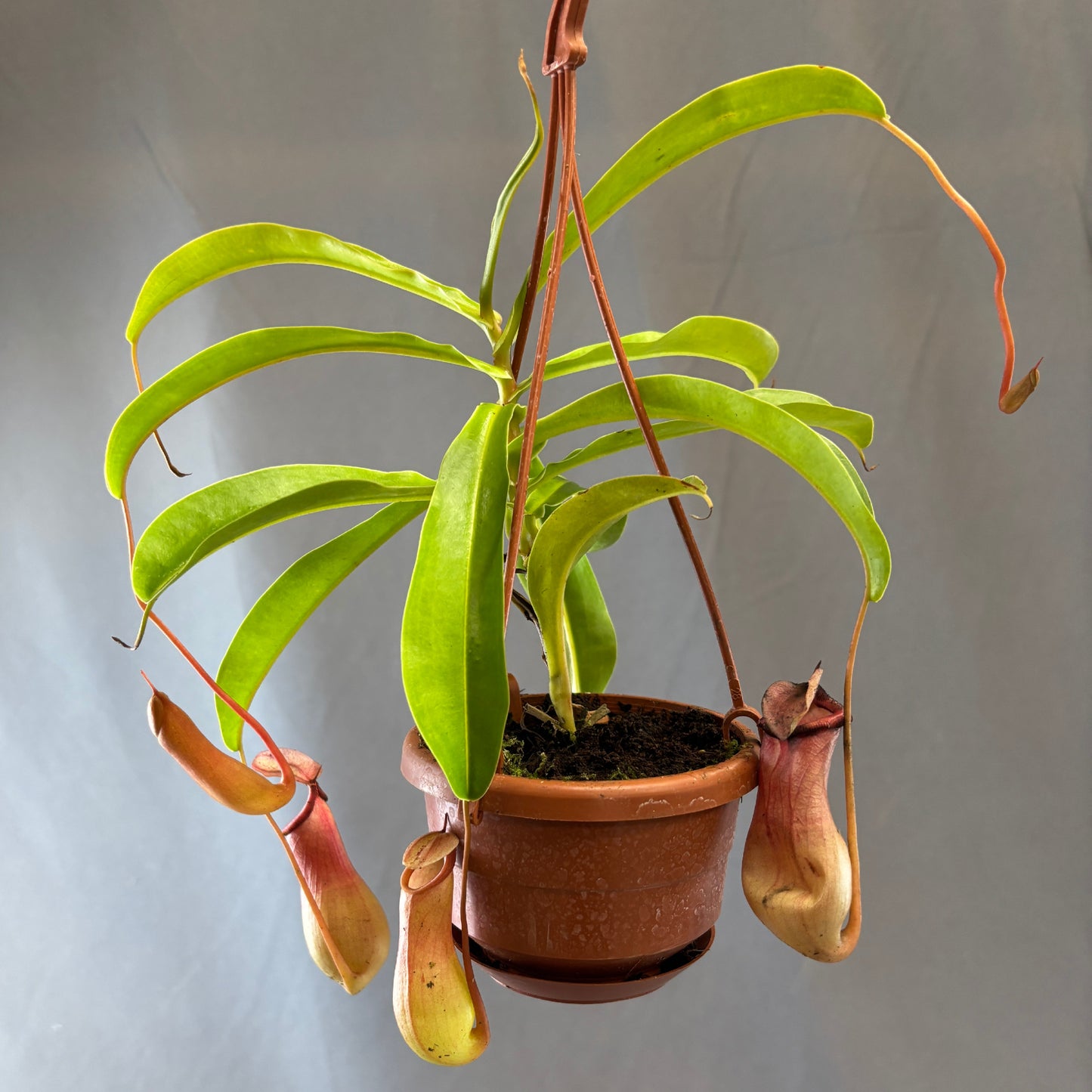 Asian Pitcher Plant