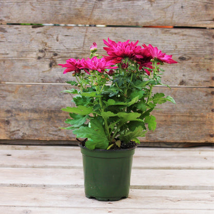 Spring Chrysanthemum