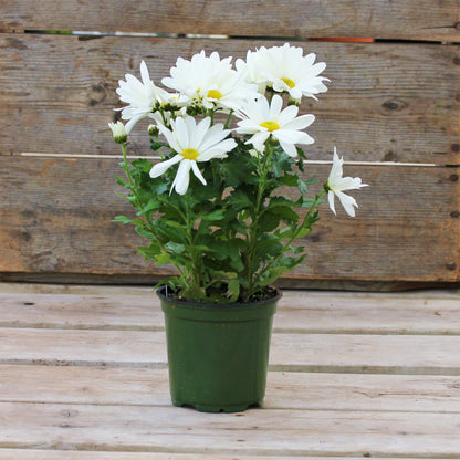 Spring Chrysanthemum