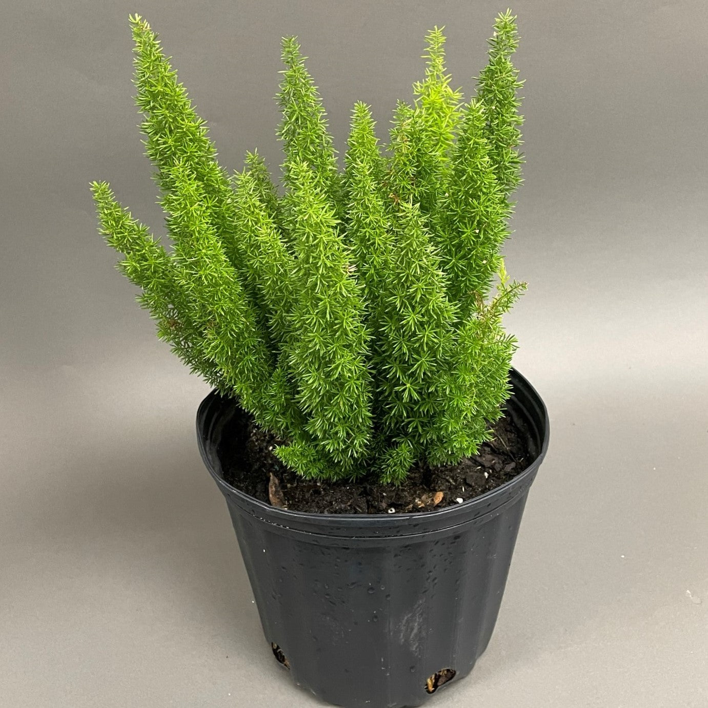 Foxtail Fern