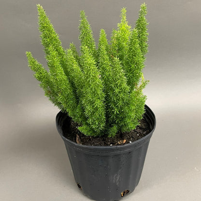Foxtail Fern