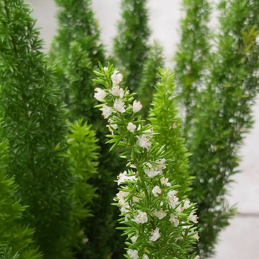 Foxtail Fern