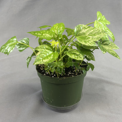 Paperplant (Fatsia Japonica)