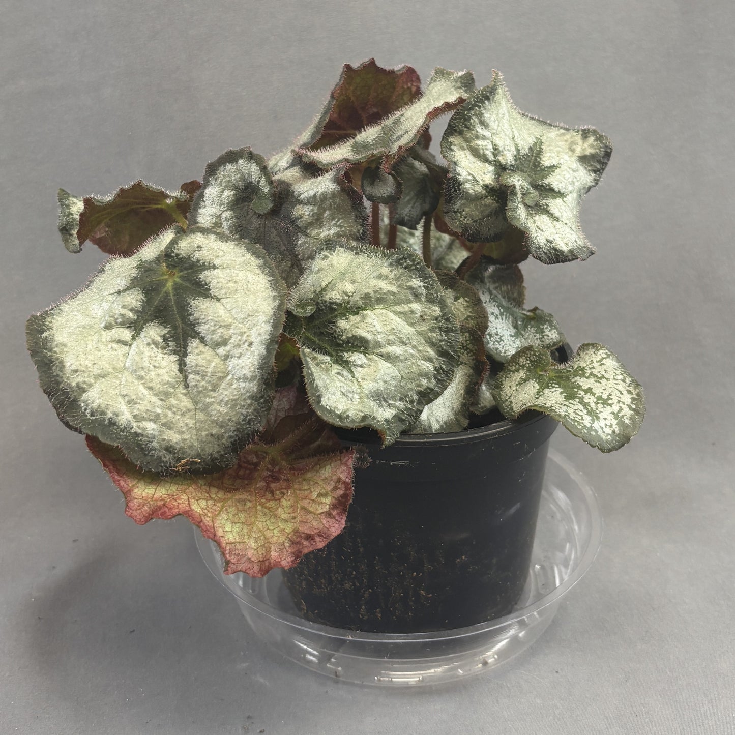 Begonia ‘Rex’ Assorted