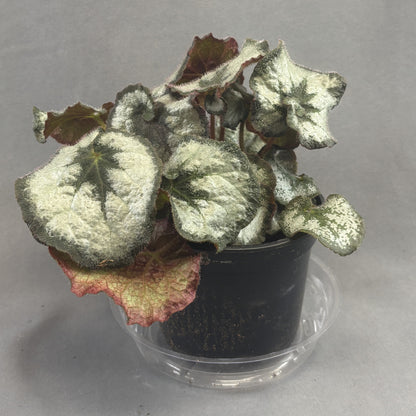 Begonia ‘Rex’ Assorted