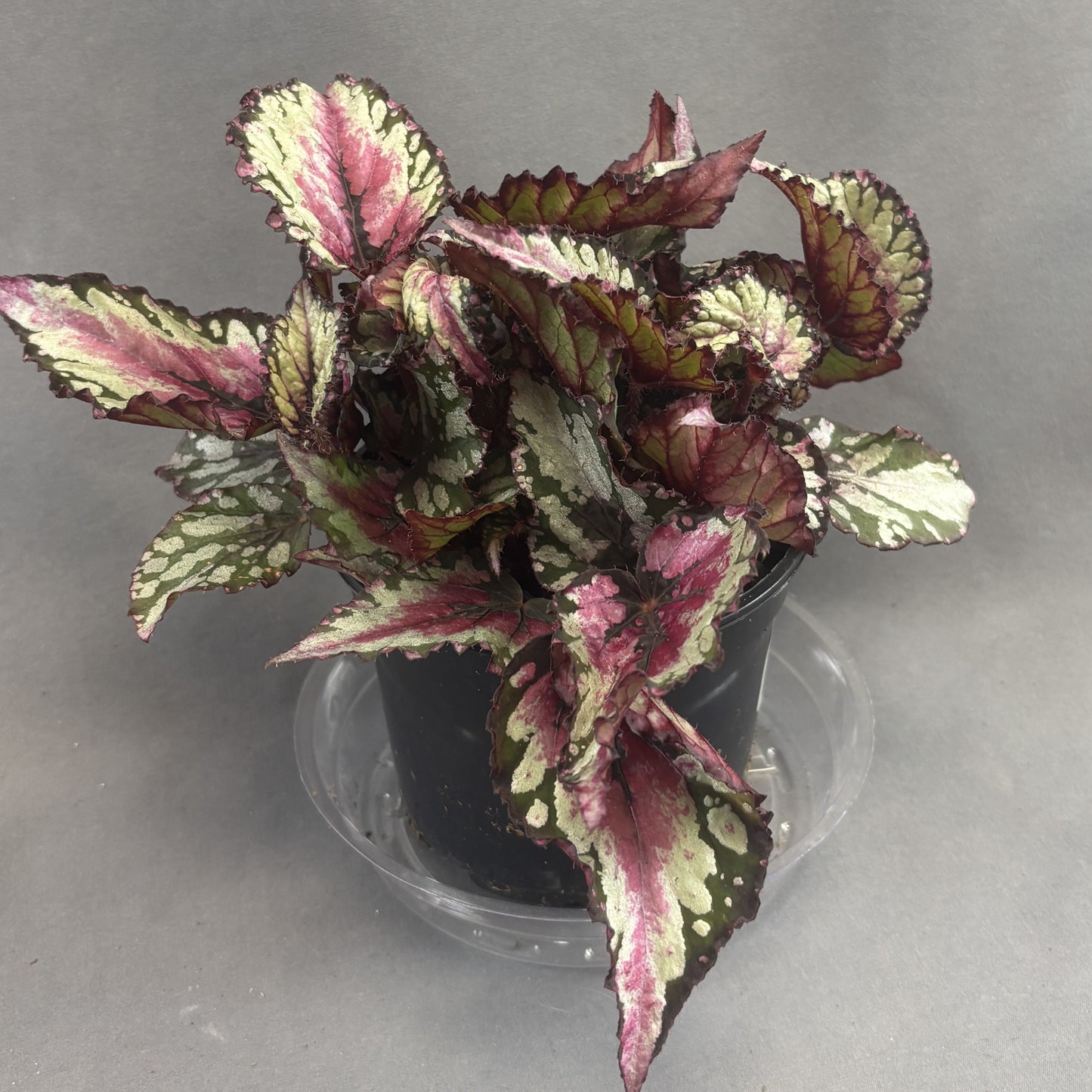 Begonia ‘Rex’ Assorted