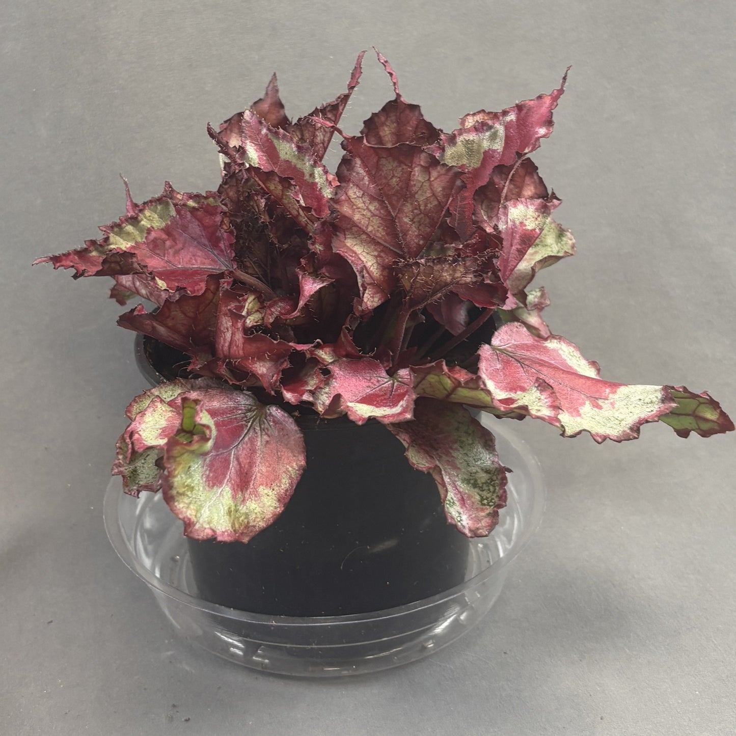 Begonia ‘Rex’ Assorted