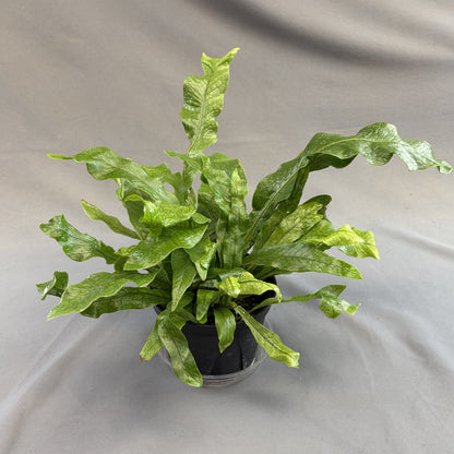 Crocodile Fern