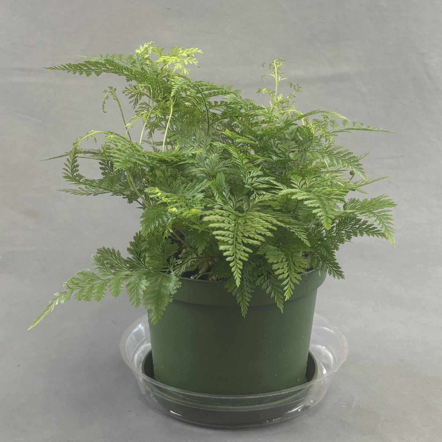 Rabbit's Foot Fern