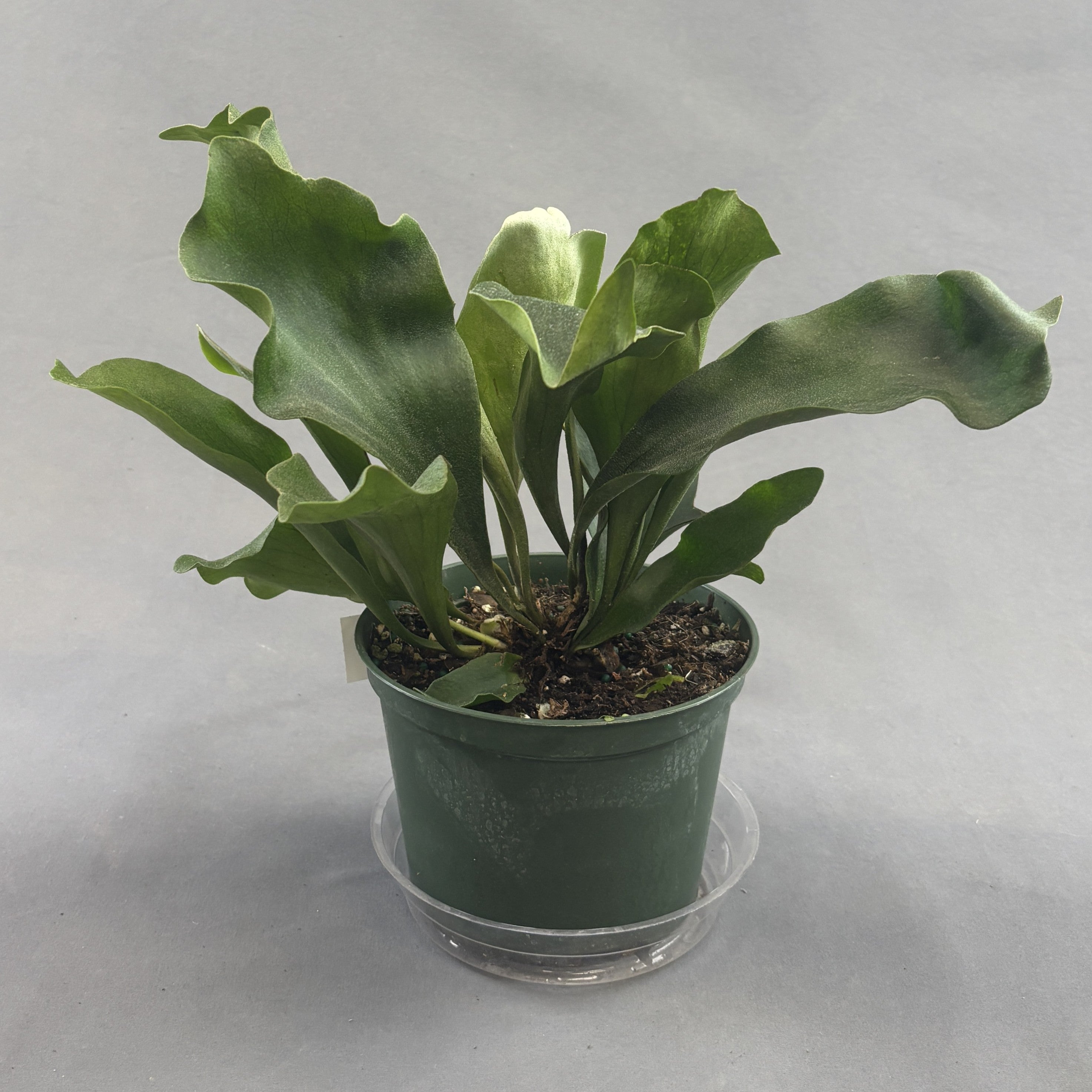Staghorn Fern