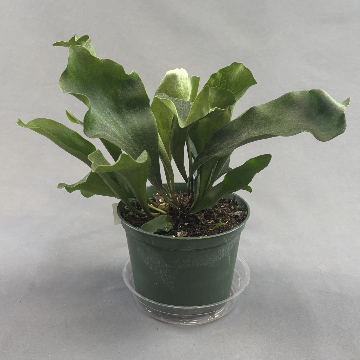 Staghorn Fern