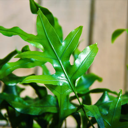 Kangaroo Fern