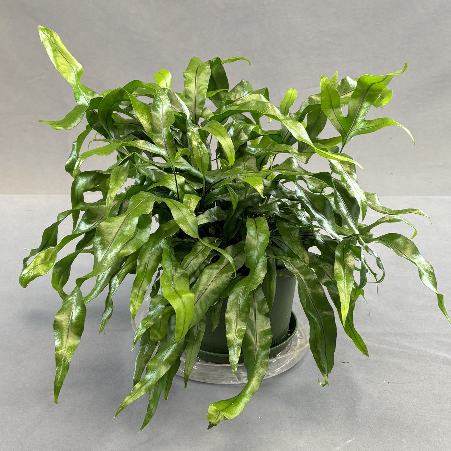 Kangaroo Fern