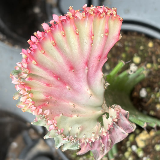 Euphorbia Lactea 'Coral Cactus'