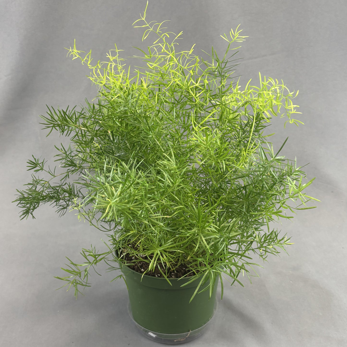 Asparagus Fern 'Sprengeri'
