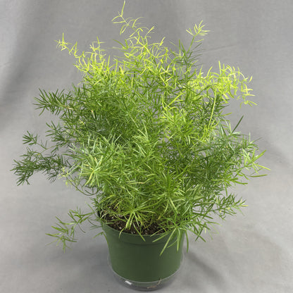 Asparagus Fern 'Sprengeri'