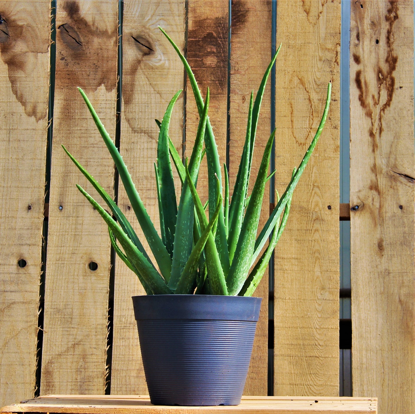 Aloe 'Miller'