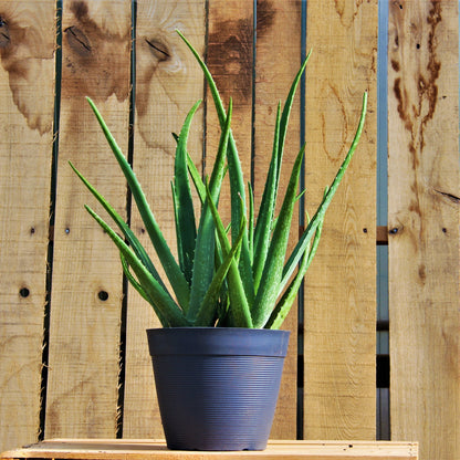 Aloe 'Miller'