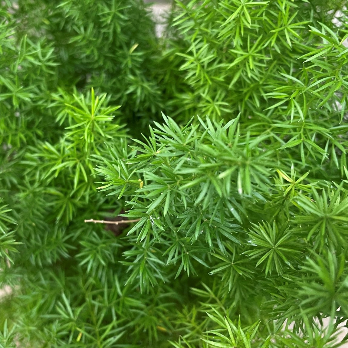 Foxtail Fern