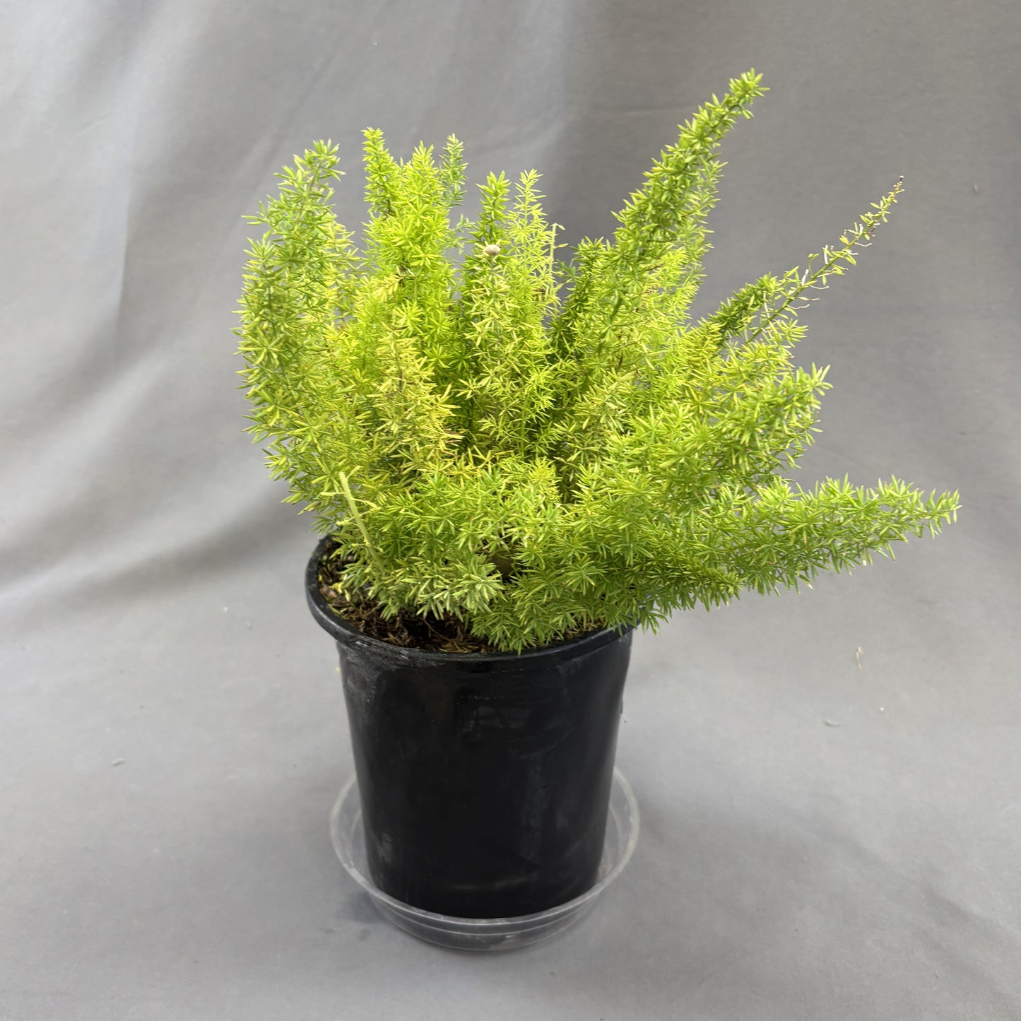 Foxtail Fern
