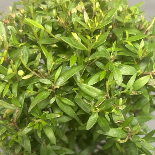 Myrtle