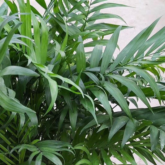 Neanthe Palm 'Bella'