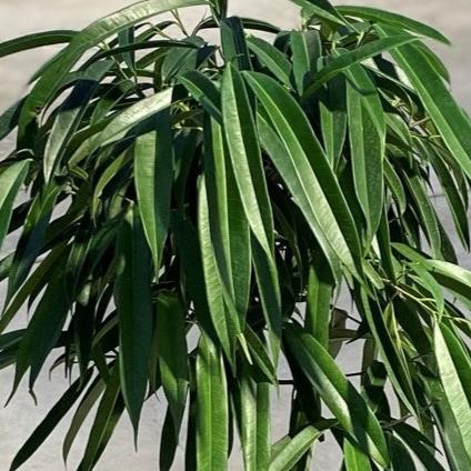 Ficus 'Alii'