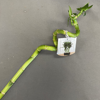 Dracaena 'Lucky Bamboo'