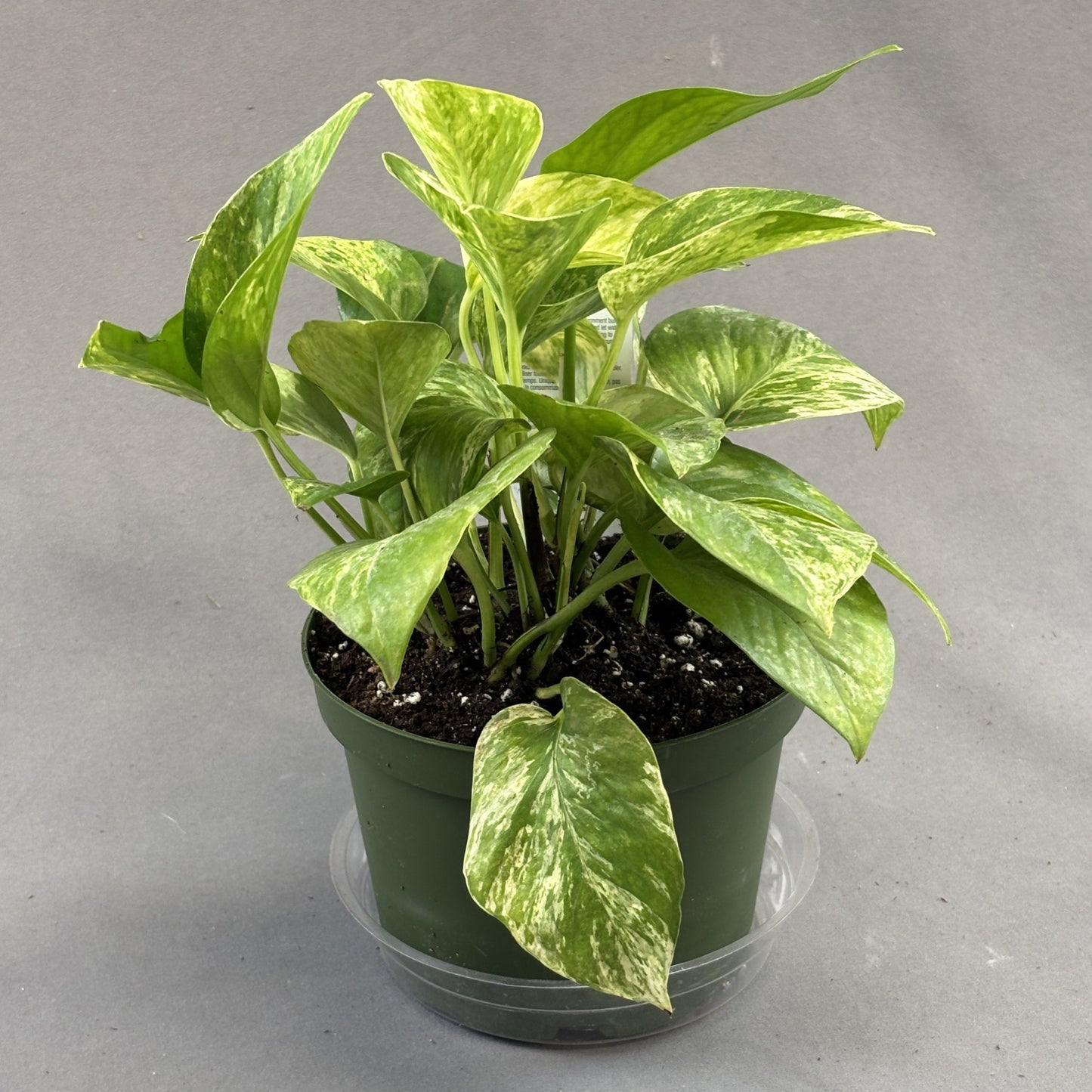 Pothos 'Marble Queen'