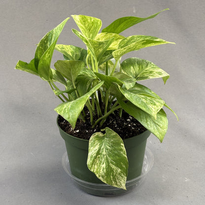 Pothos 'Marble Queen'