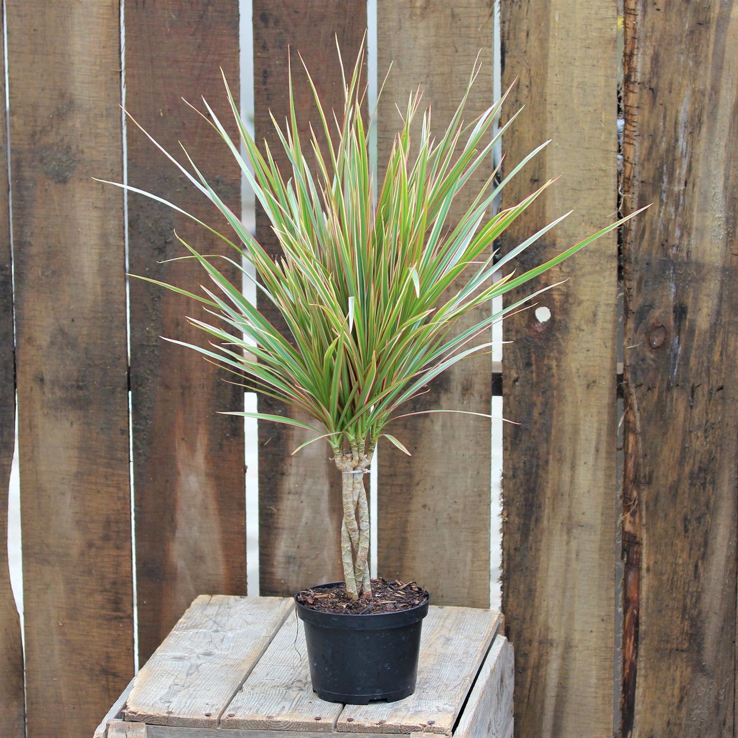 Dracaena 'Bicolour'