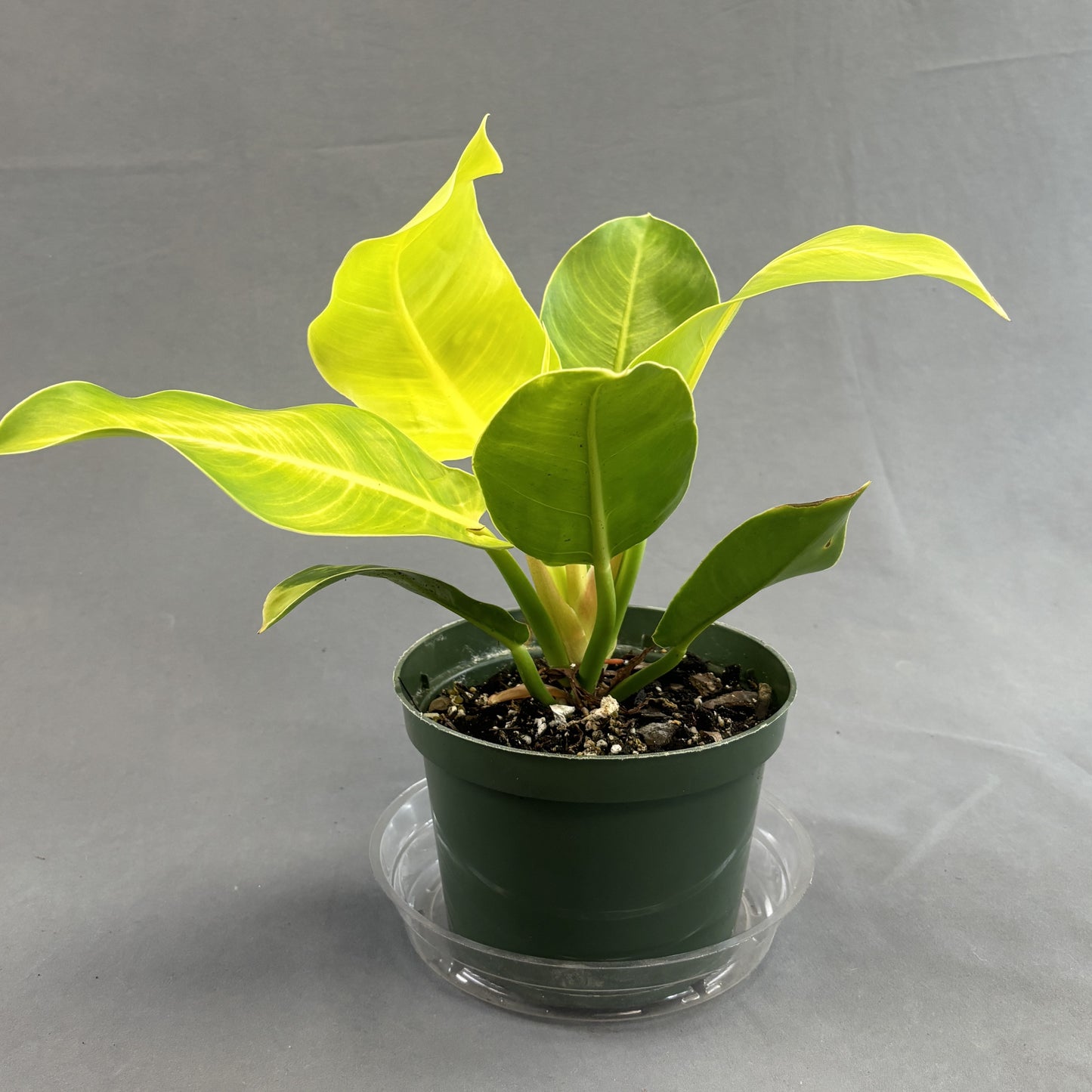 Philodendron 'Moonlight'