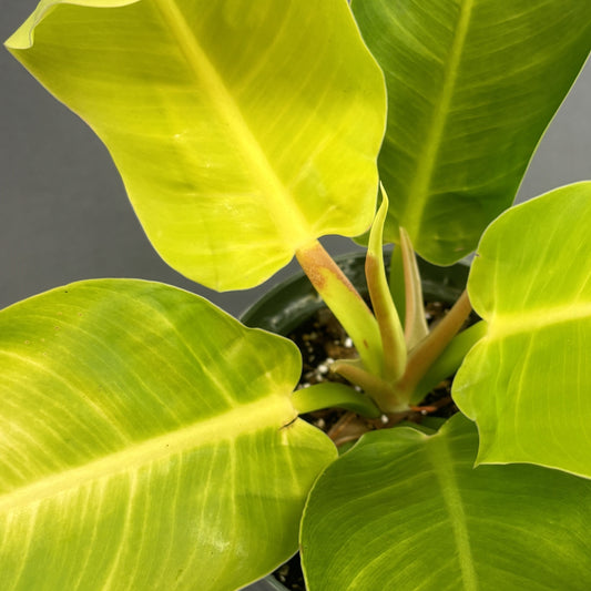 Philodendron 'Moonlight'