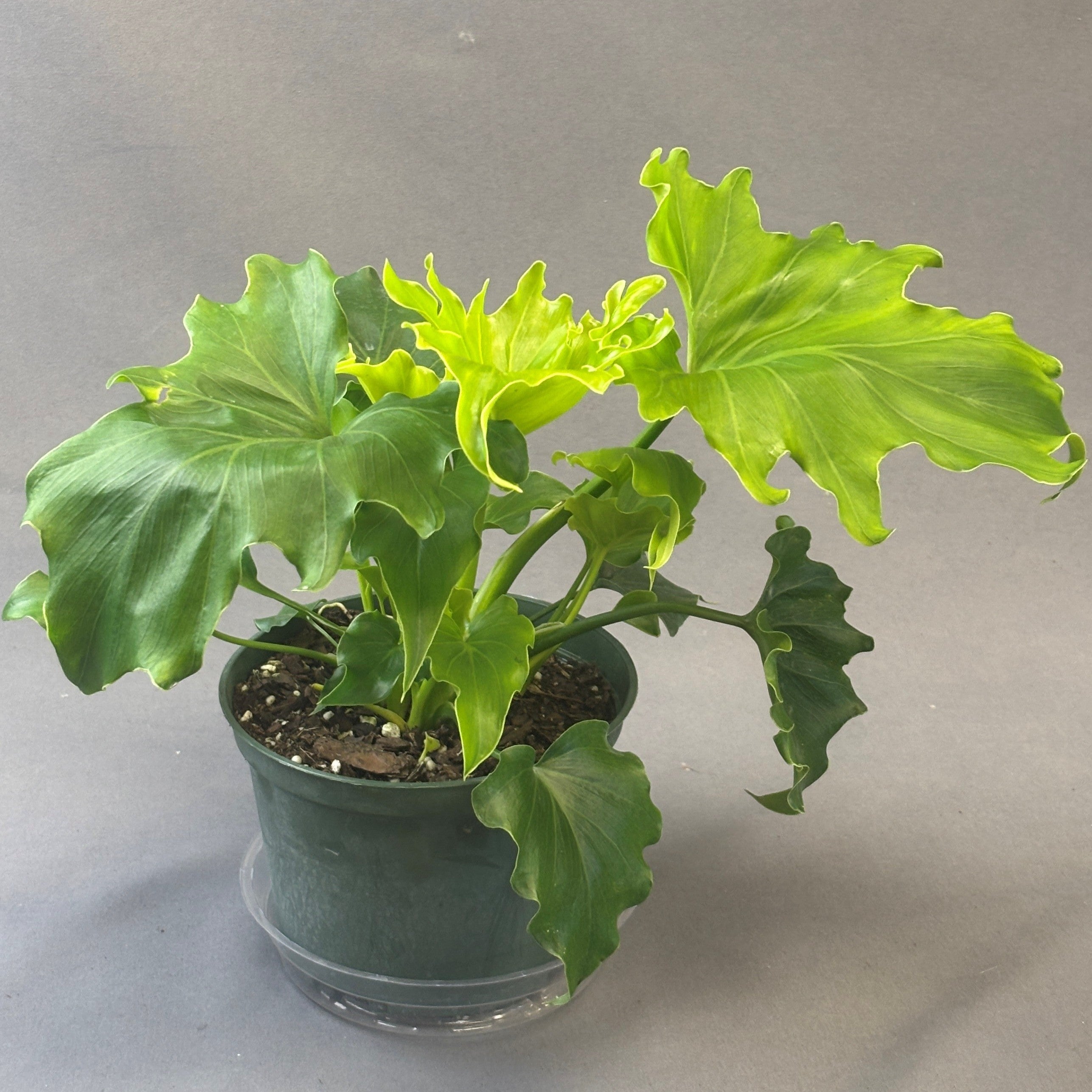 Philodendron 'Lickety Split'
