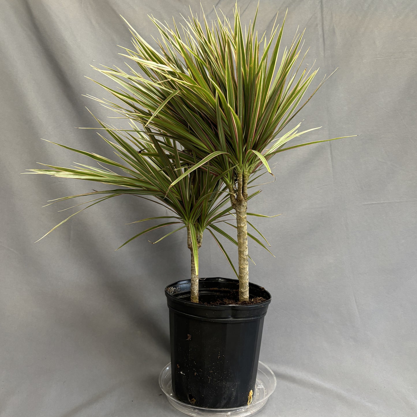 Dracaena 'Bicolour'