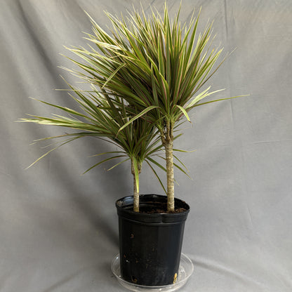 Dracaena 'Bicolour'