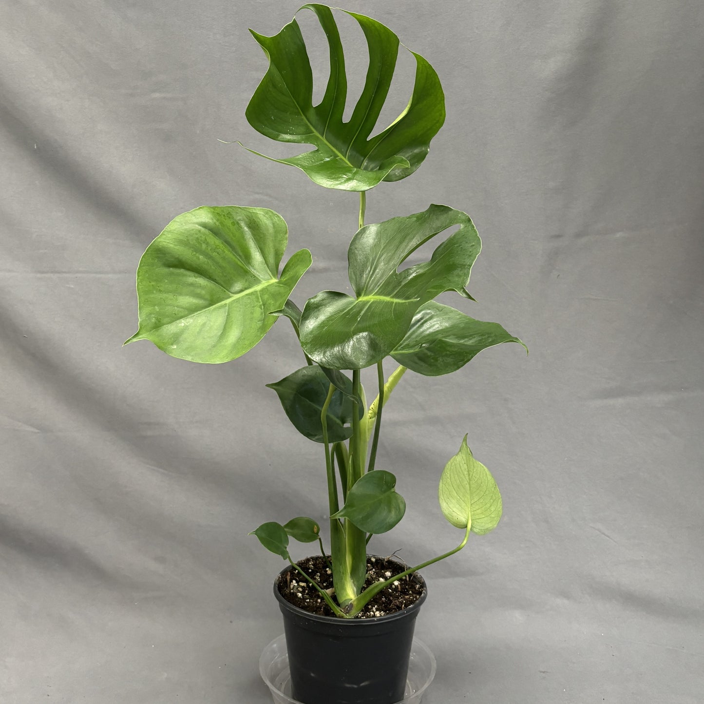 Monstera deliciosa