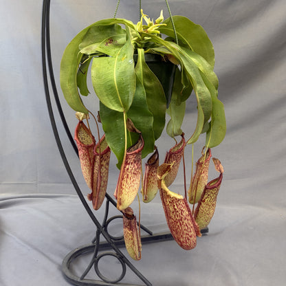 Asian Pitcher Plant