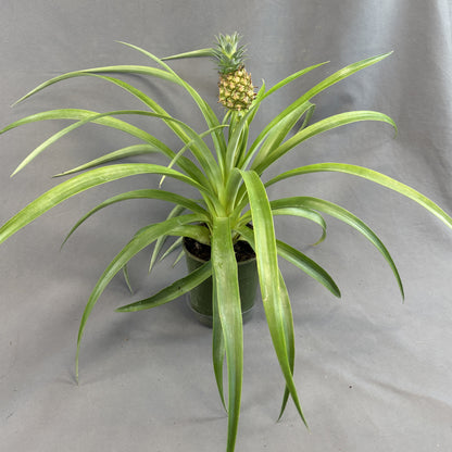 Ornamental Pineapple Bromeliad