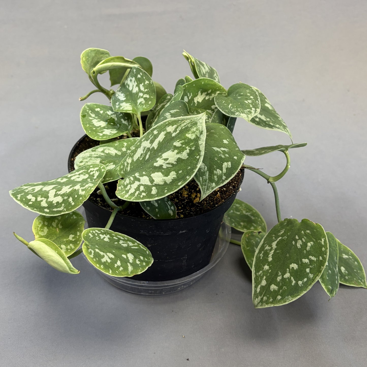 Scindapsus 'Silver Satin'
