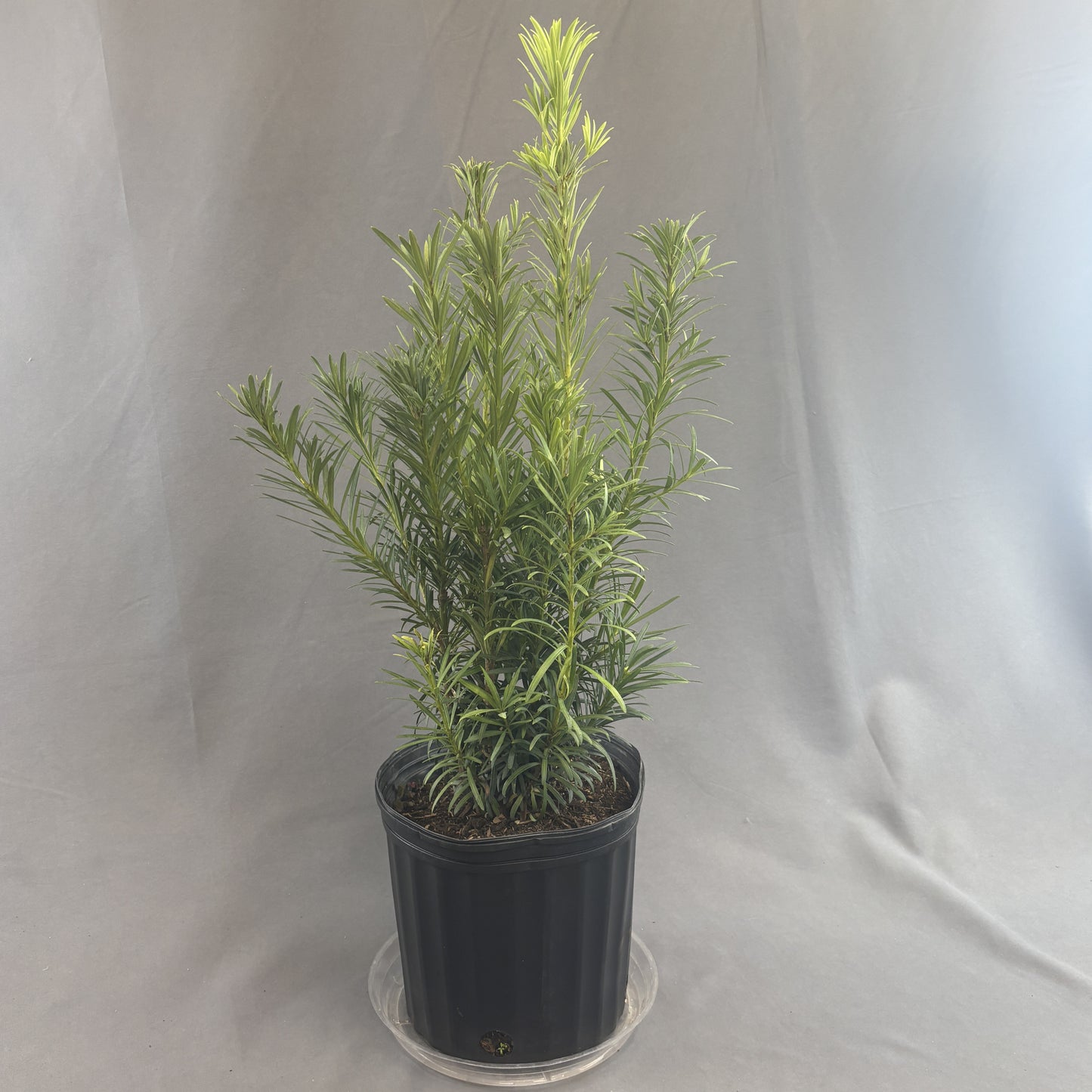 Podocarpus Maki