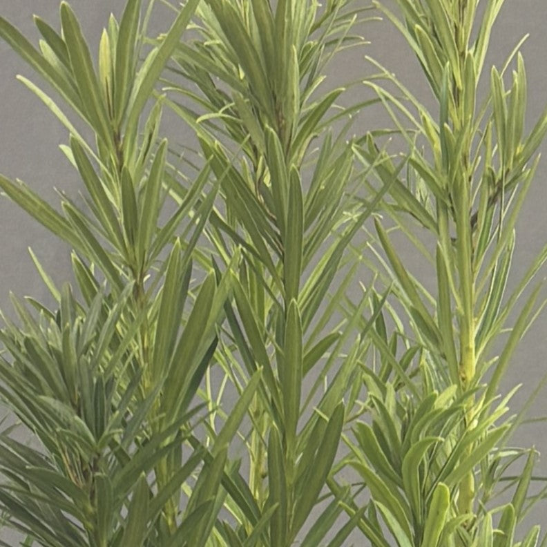 Podocarpus Maki