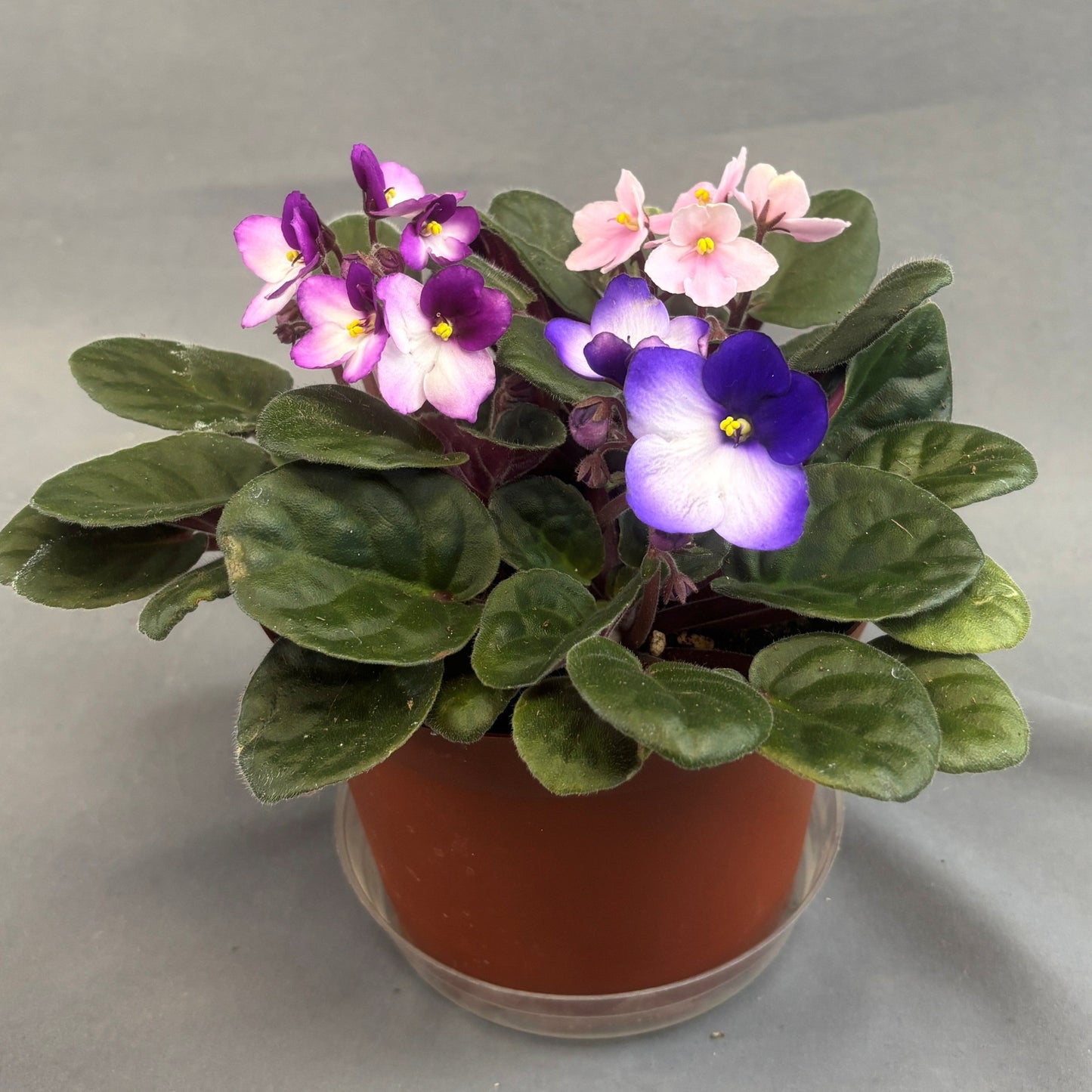 African Violets Assorted