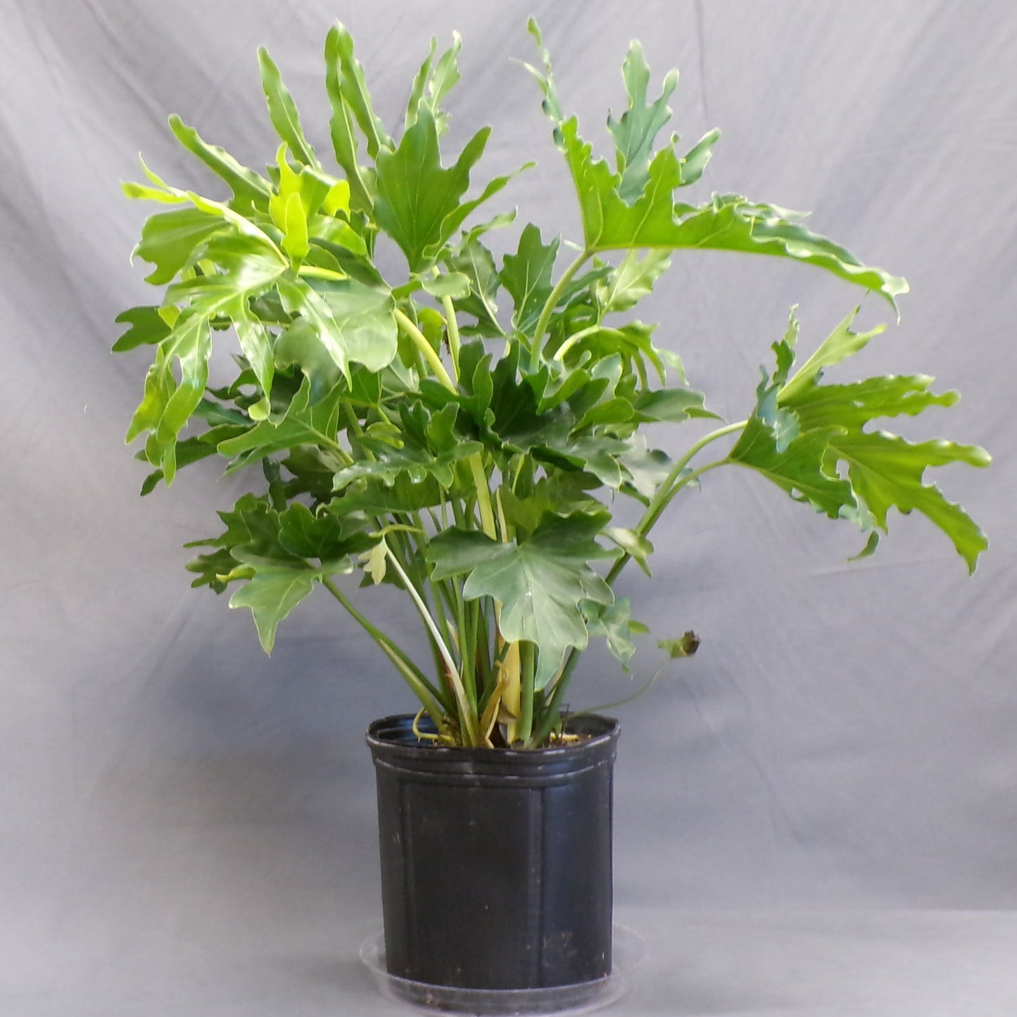 Philodendron 'Selloum'